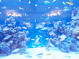 宝塚市の介護付き有料老人ホーム「エクセレント宝塚ガーデンヒルズ」アクアリウム2